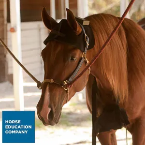 Red Light Therapy Happy Cap for Horses